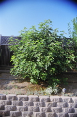 MissionFig2006