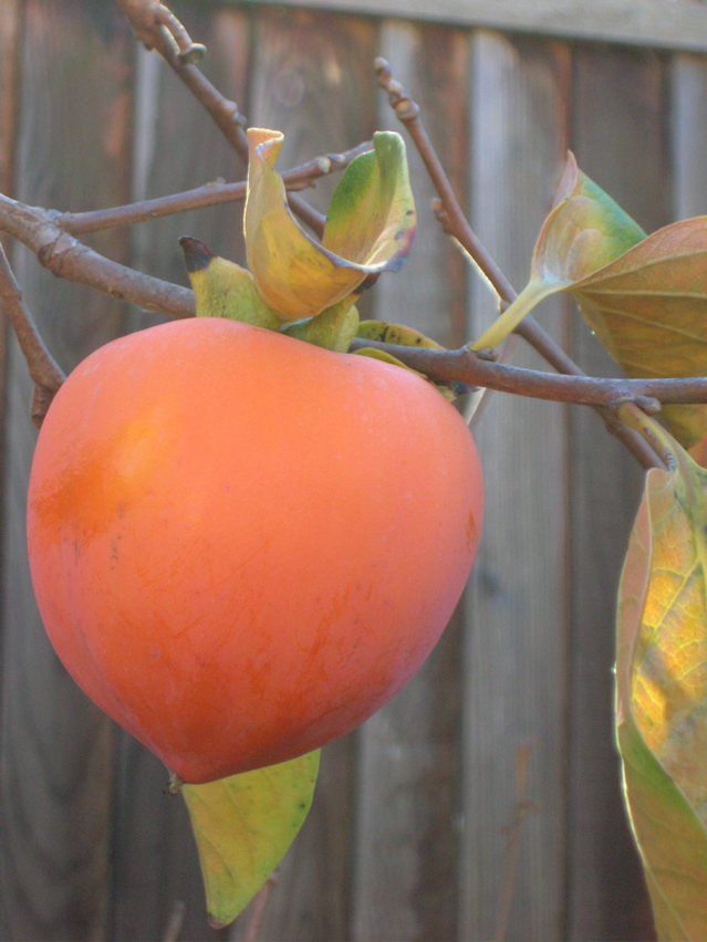 BigRipePersimmon2006