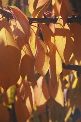 CherryLeavesInAutumn2004