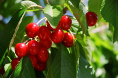 CherryCluster2006