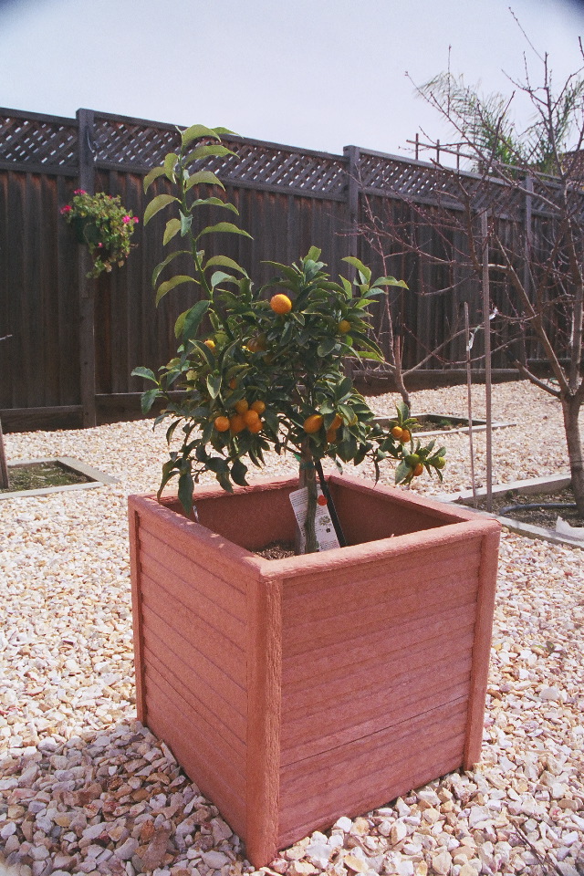 Kumquat Tree