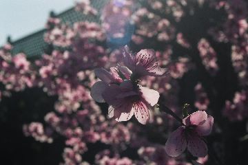 Doughnut Peach Blossoms